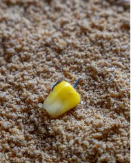 X2B Wide Gape Feeder Size 16 Barbed 