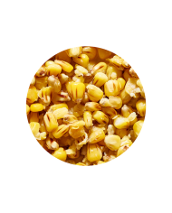 Kukurydza Truskawka/CORN STRAWBERRY Kukurydza Truskawka/CORN STRAWBERRY