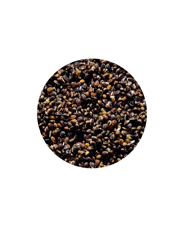 Ziarno Genlog 1L - Konopia Naturalna